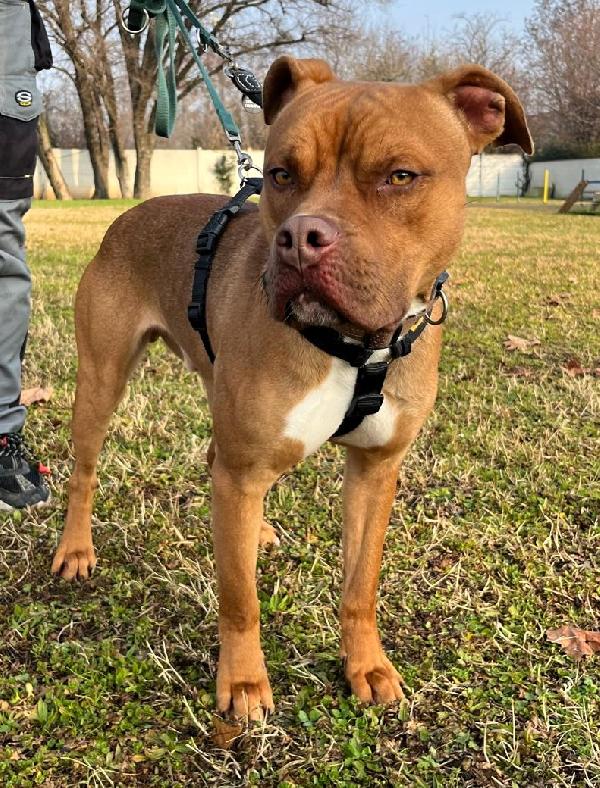 NILO BELLISSIMO METICCIO Foto 5